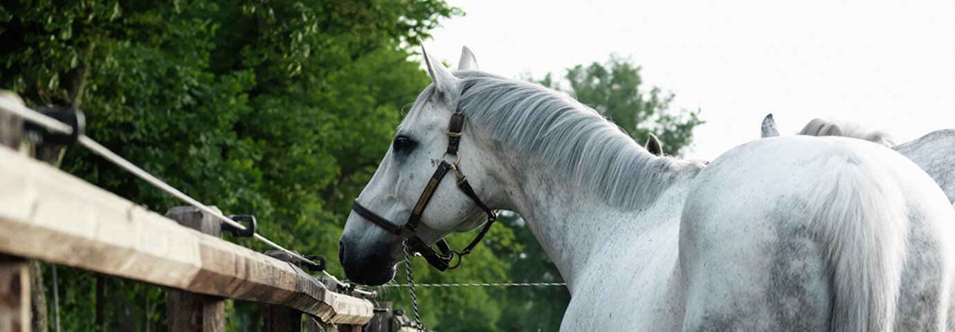 Reparation av elaggregat - lantdjurshjälpen från granngården