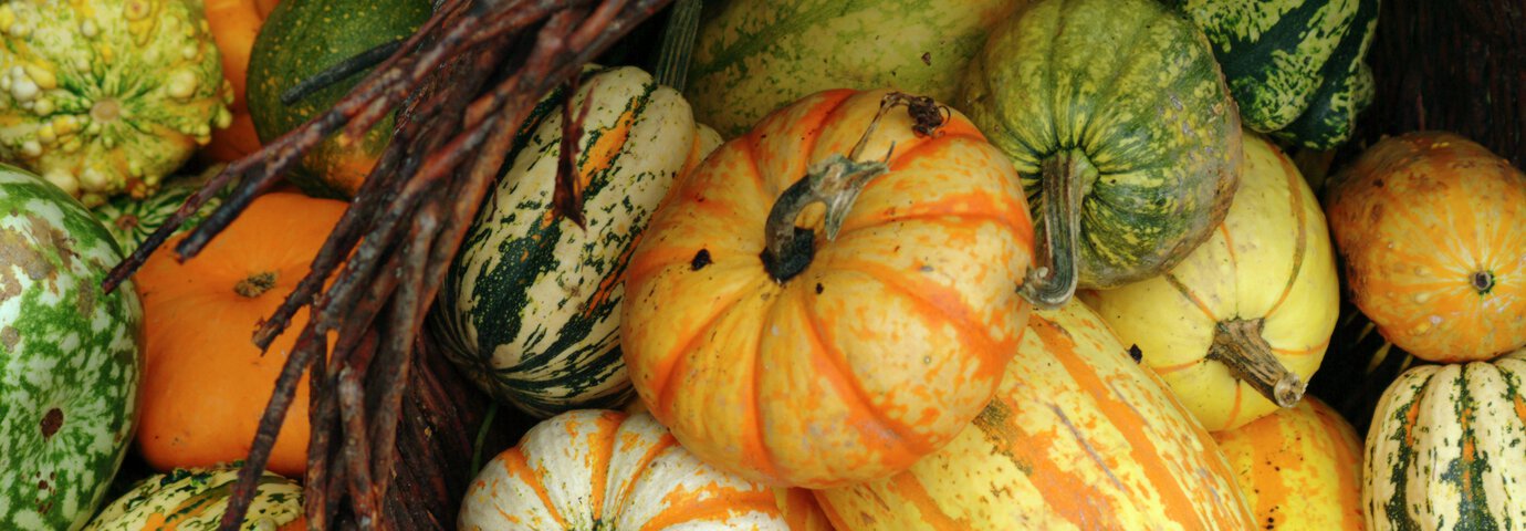 Pumpa i olika färger