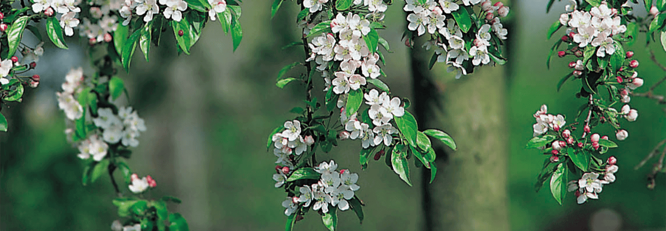 apelträd med vita blommor