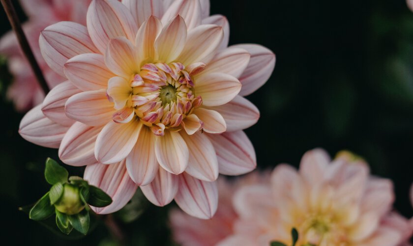 Gammalrosa dahlia