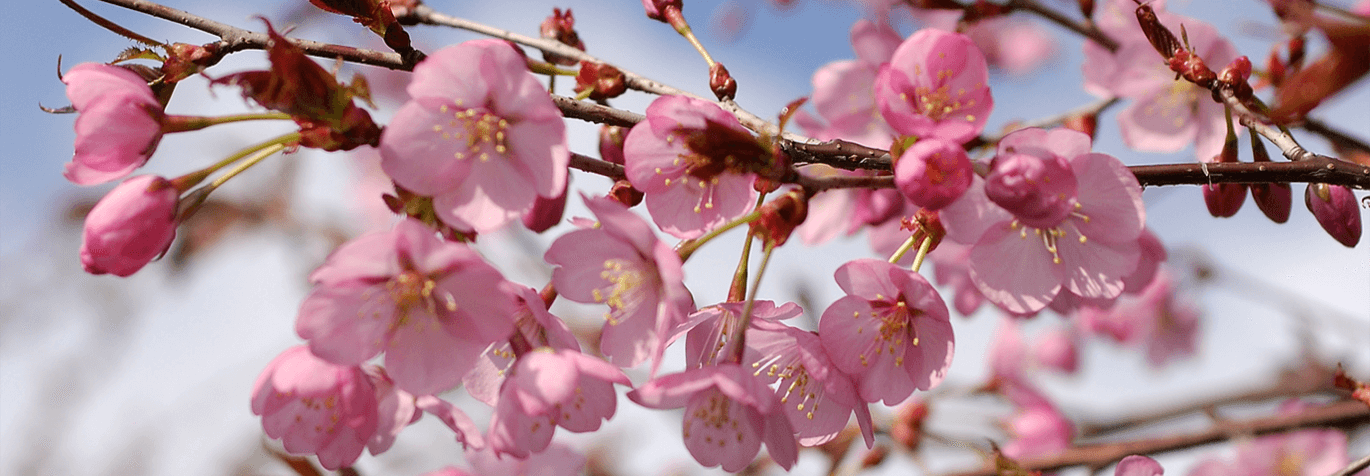 prydnadskörsbär - rosa blommor