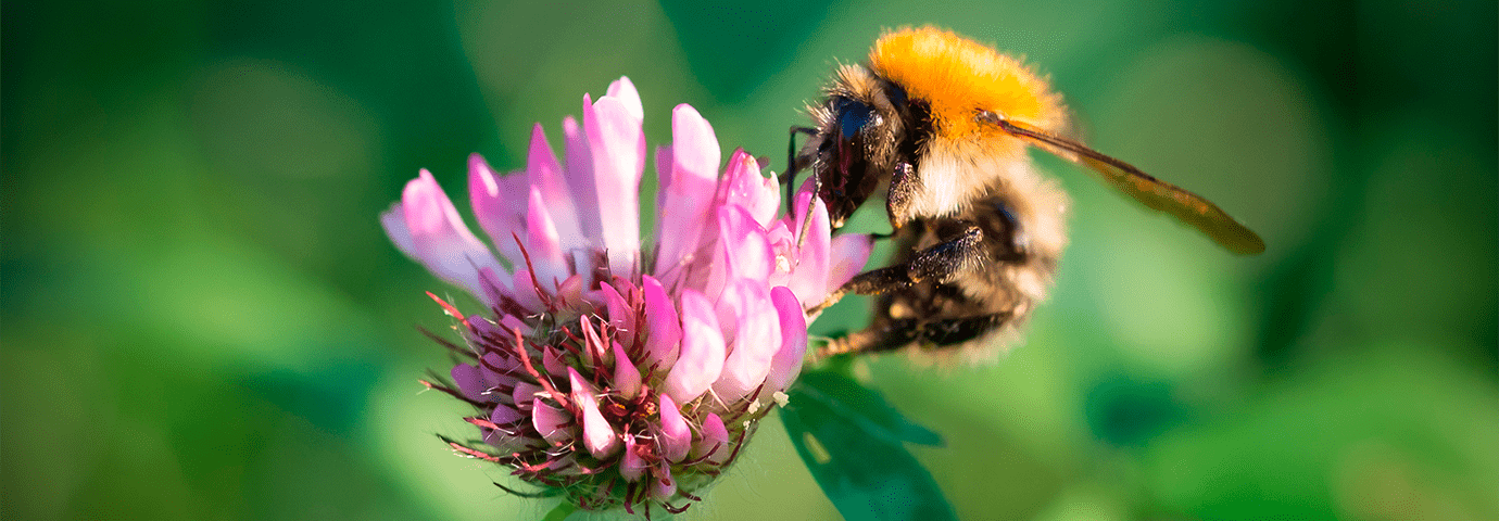 Blommor som lockar pollinerare