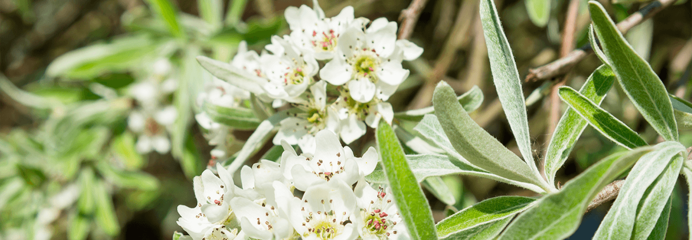 silverpäron i närbild - vita blommor