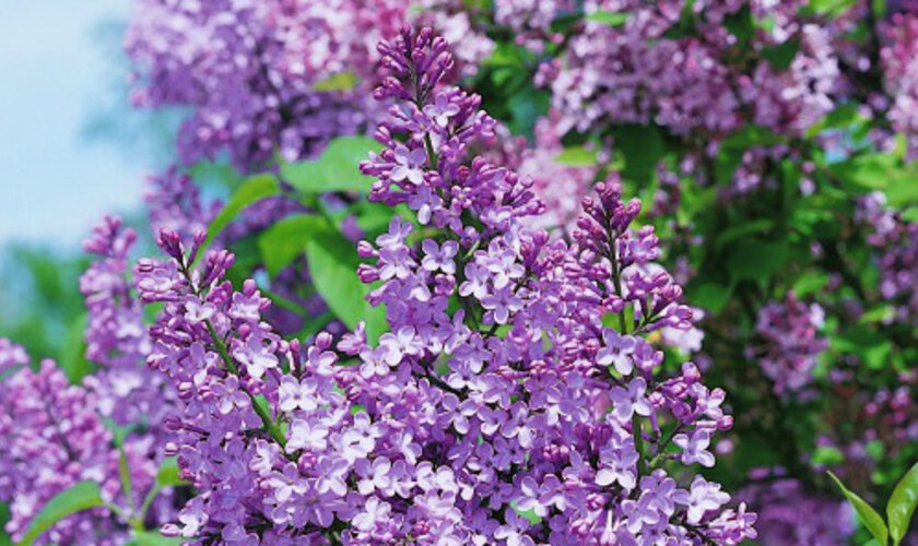 lila syrénbuske i närbild som blommar