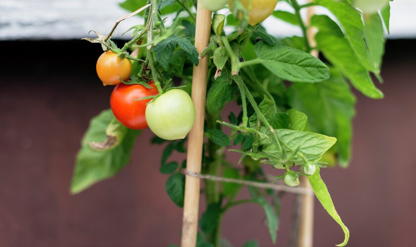 Tomatplanta med stöd