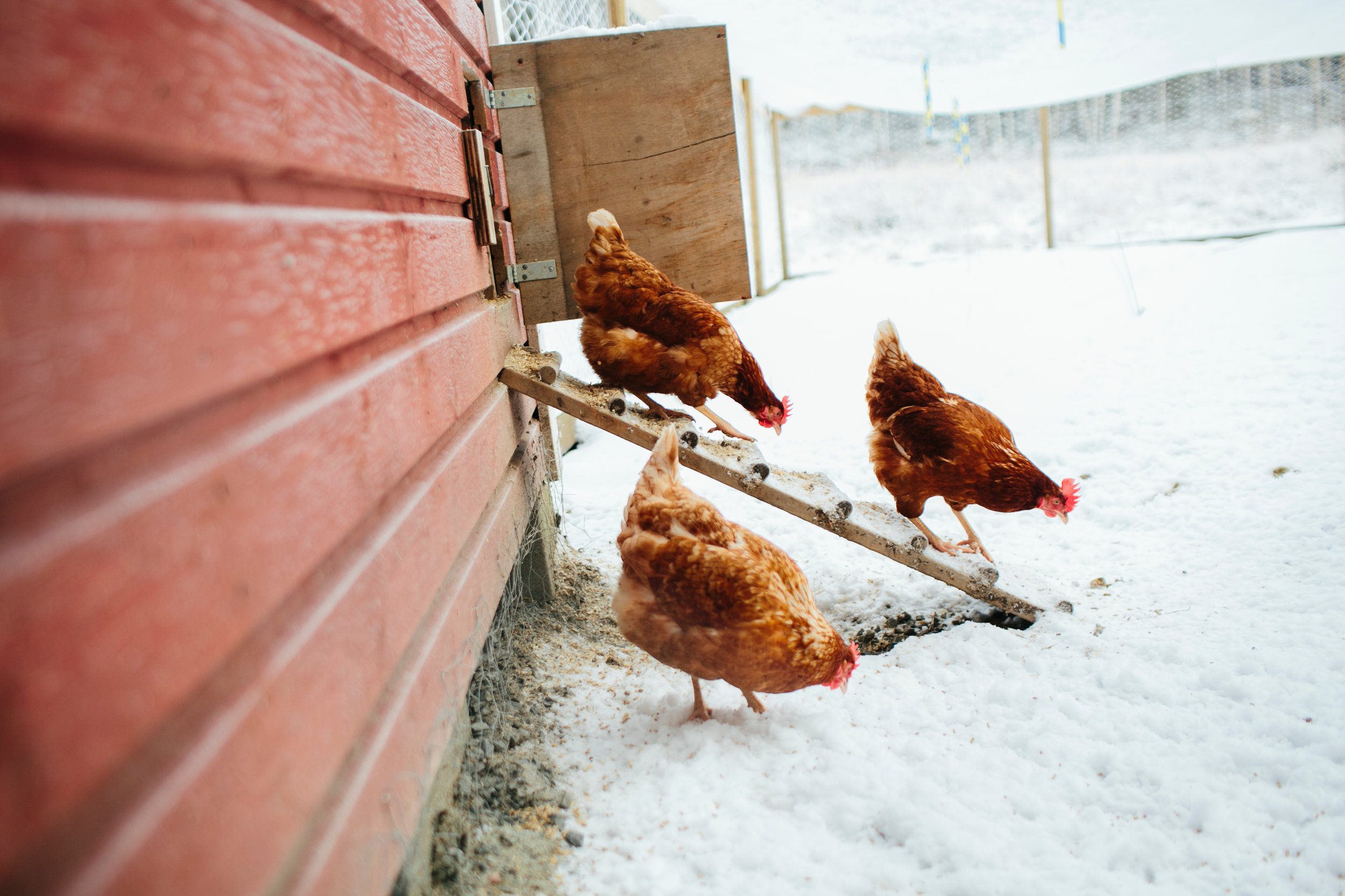 Så håller du hönshuset varmt om vintern - läs mer på granngården.se