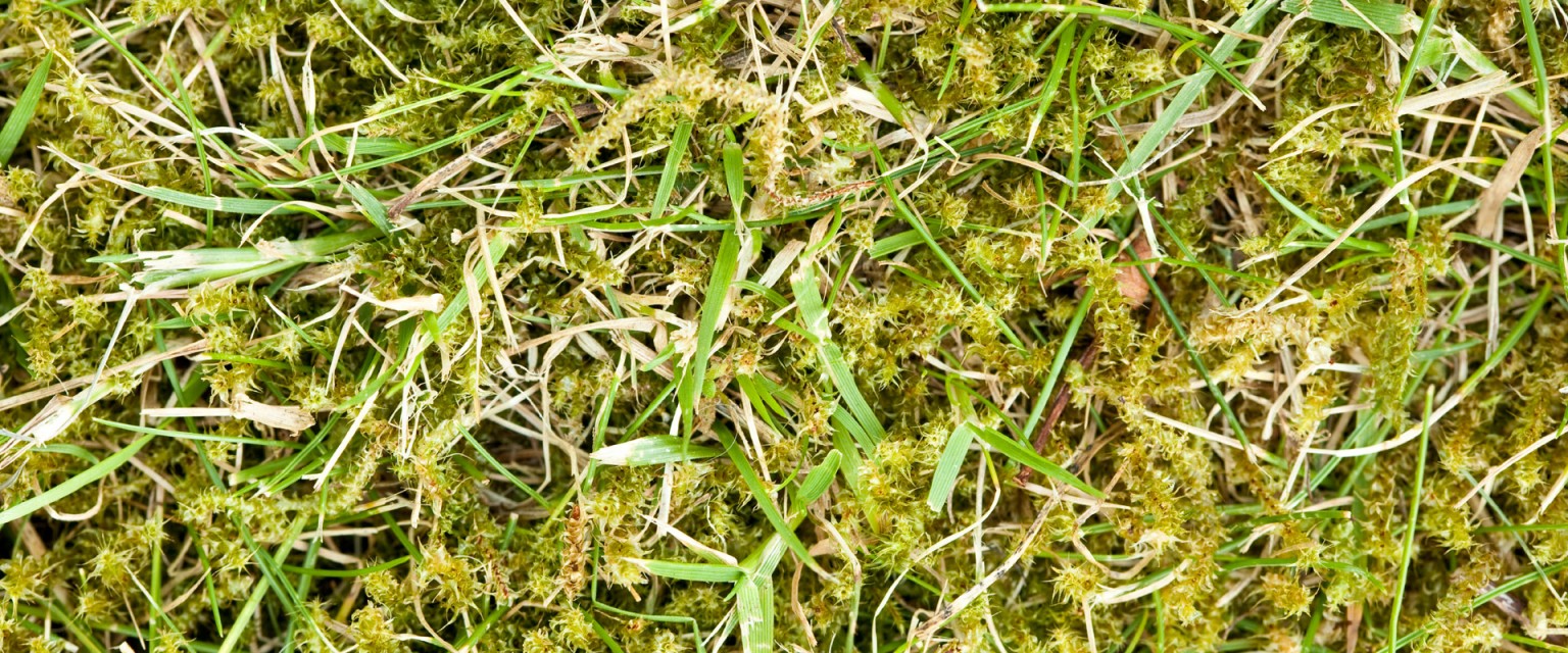 Motverka mossa i trädgården. Läs mer på granngården.se