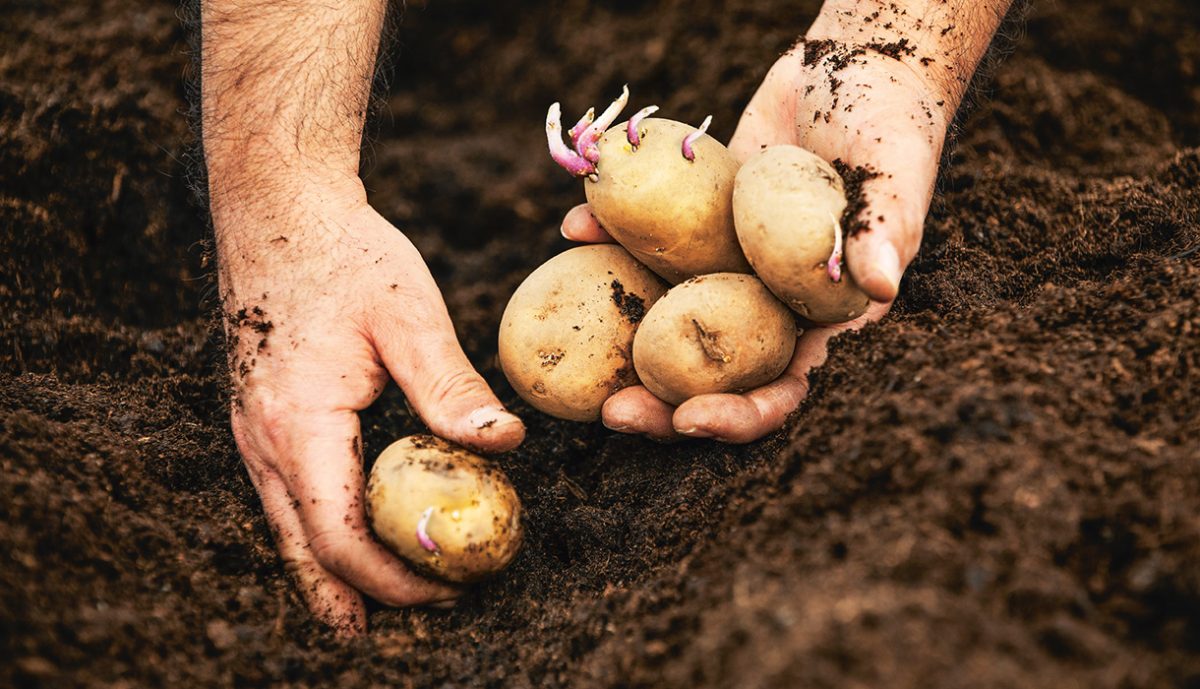 Odla potatis!