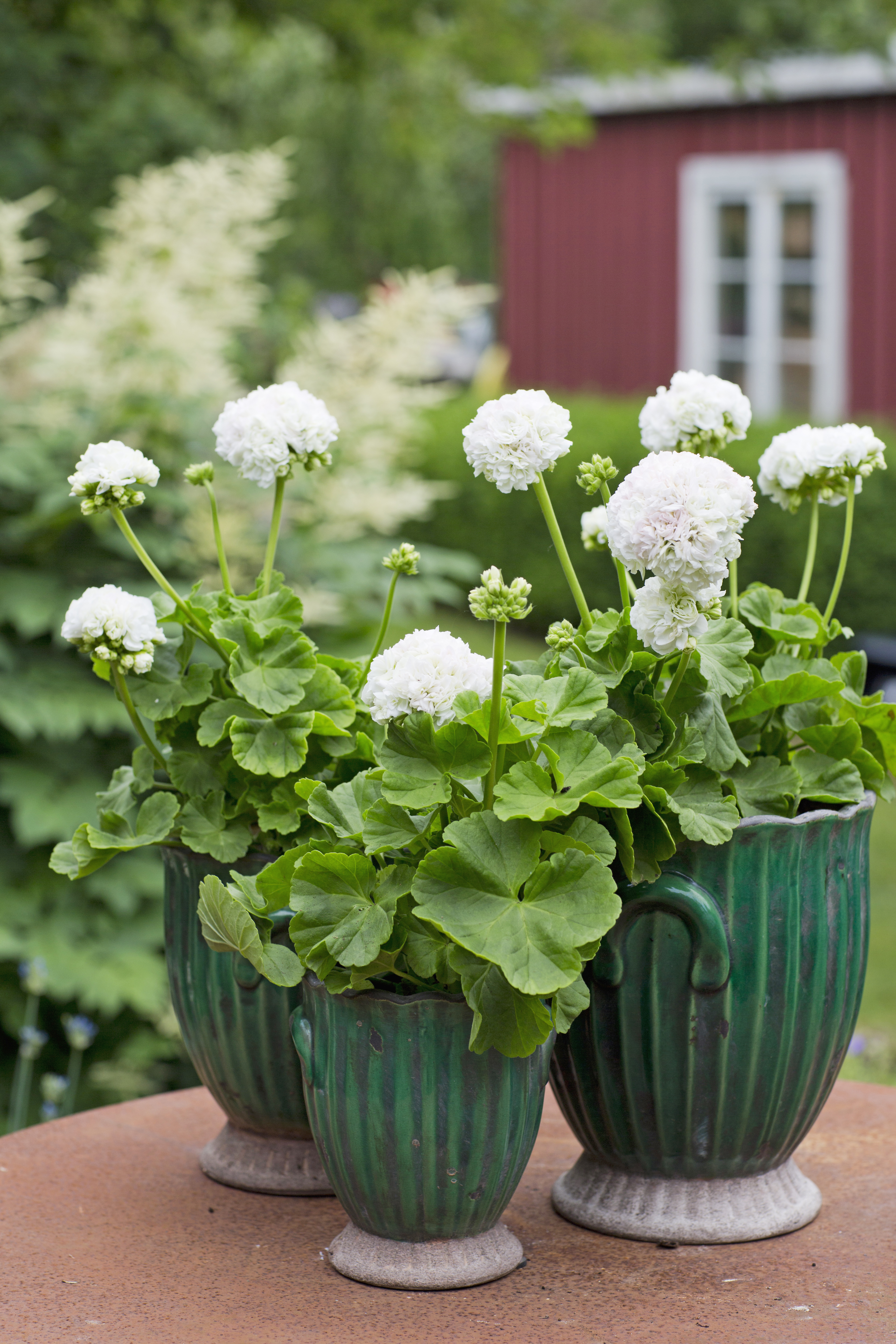 Vita pelargoner i krukor utomhus