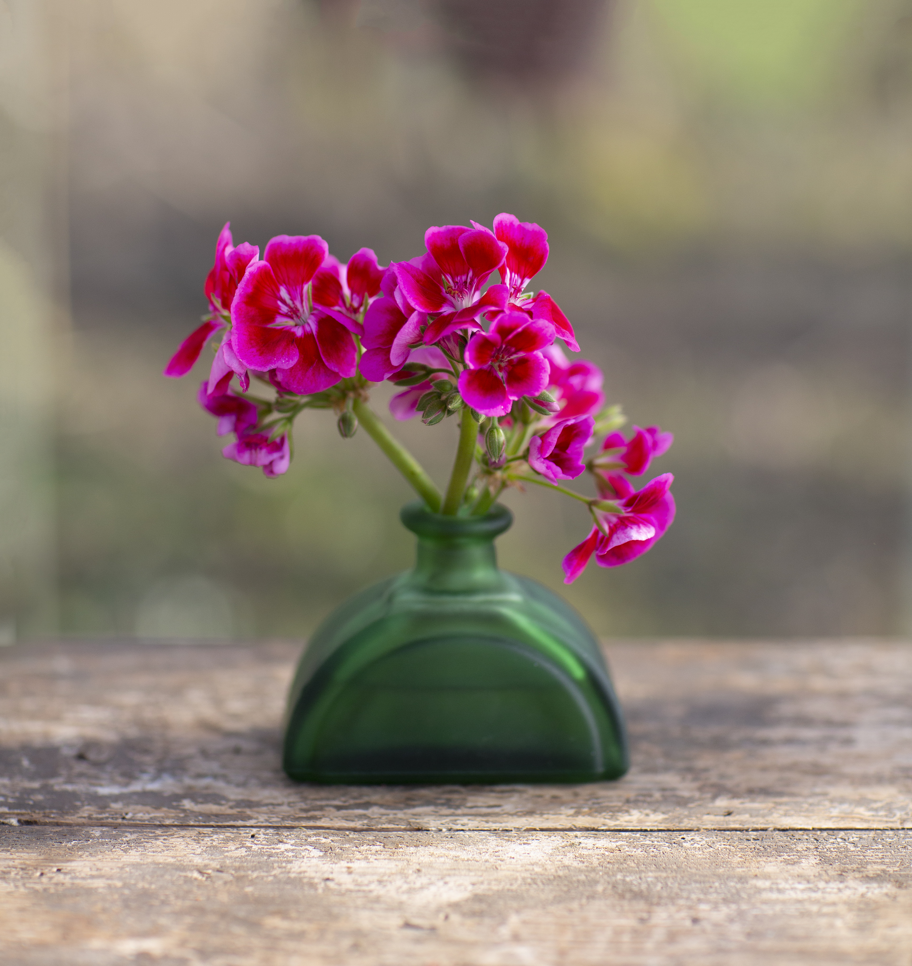 Rosa pelargonsticklingar